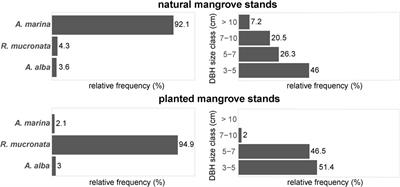 To Plant or Not to Plant: When can Planting Facilitate Mangrove Restoration?